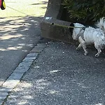 Privat bolig Papillon Avec Acces Terasse